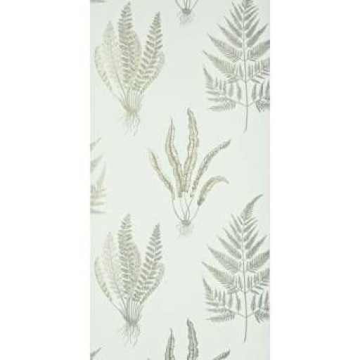 Обои Sanderson dapgwo105 