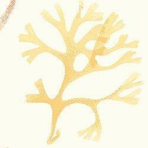 Обои Thibaut Seaside T6739 Cream