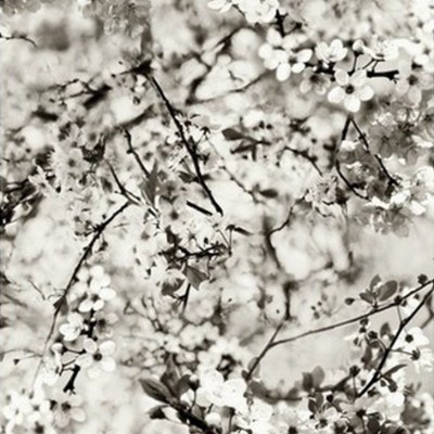 Обои Lelievre 3321-01 