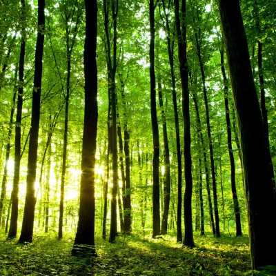 Ткань Rubelli fabric 871051 