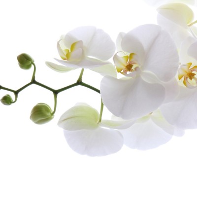 Ткань Rubelli fabric 871057 