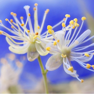 Ткань Rubelli fabric 871009 