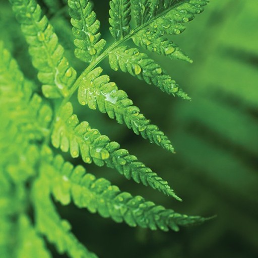 Фотообои Wallquest Sage II SG42504M