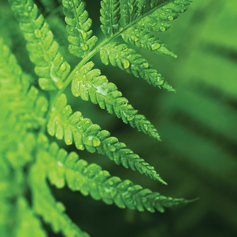 Обои Wallquest Sage II SG42504M