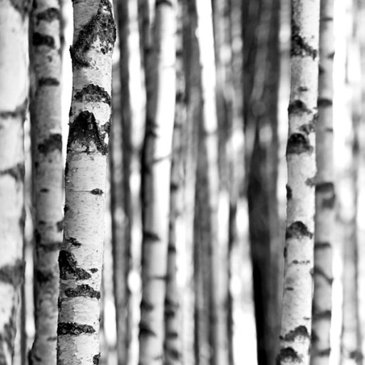 Фотообои Wallquest Sage II SG42400M Фотообои Wallquest Sage II SG42400M