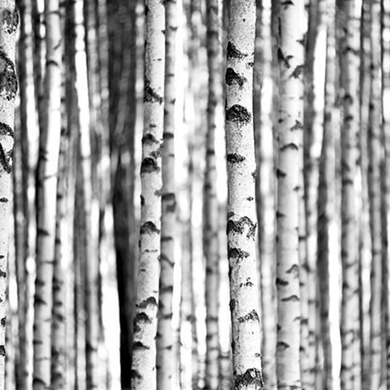 Обои Wallquest Sage II SG42300M