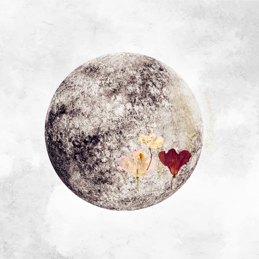 Обои Coordonne, коллекция Instant, артикул 8500150 Обои Coordonne, коллекция Instant, артикул 8500150