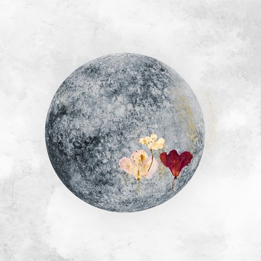 Обои Coordonne, коллекция Instant, артикул 8500151 Обои Coordonne, коллекция Instant, артикул 8500151